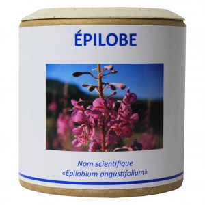 Epilobe